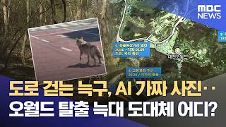 늑대 '늑구' 어디에?, '무사 귀환' 응원 쏟아져 (2026.04.10/뉴스데스크/대전MBC)