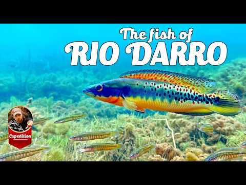 Film z natury - Ryby z Rio darro