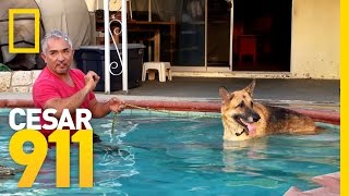 Pool Time Progress | Cesar 911