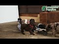 Standard Poodle dogs for sale: Muffin - Video 1