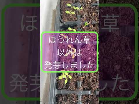 屋内で種子から段階的に播種するにはどうすればよいですか？  庭園