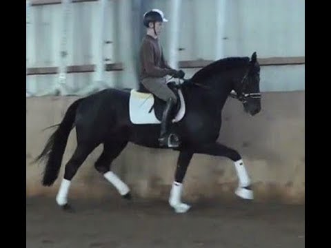 SOLD 2016 beautiful Hanoverian stallion by FÜRSTEN-LOOK ! www.sporthorses-online.com