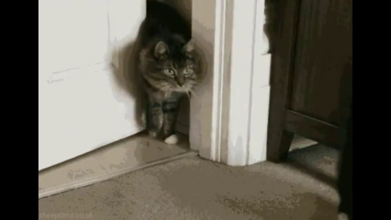 perfect loop gif cat 2018