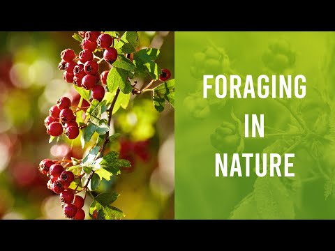 Foraging (Wildcrafting) and making Hawthorn fruit leathers