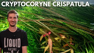 Cryptocoryne crispatula (balansae) | Liquid Nature Pflanzenvorstellung
