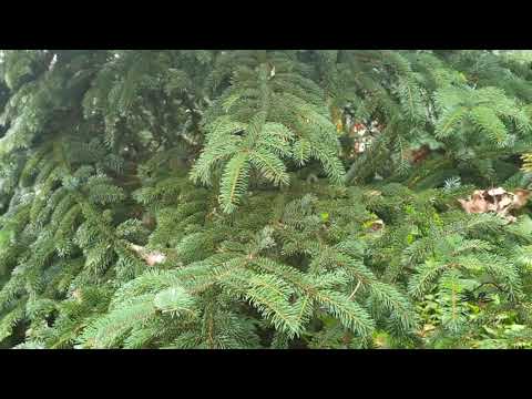 , title : 'Picea bicolor smrk dvoubarevný'