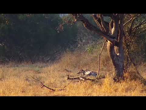 Djuma: Two Grey Duikers - 07:24 - 06/20/21