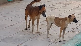 Mating a female dog with multiple males: an explanation. Subscribe to the channel.