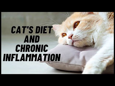 Cats Diet and Chronic Inflammation