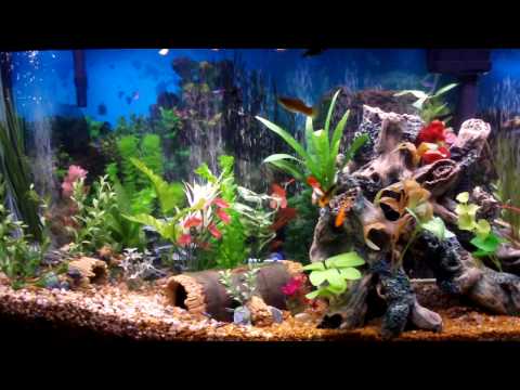 Best Fish Tank Aquarium I Ever Created - Beautiful