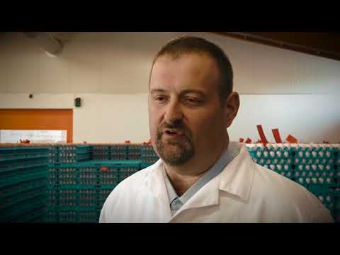 AMA - Eierverpackung: Eierdatenbank