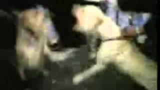 Scarface/Master-P/2pac: Hommies &amp; Thug Niggas