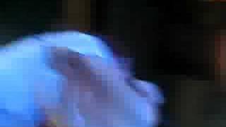 Christmassacre live by from first to last