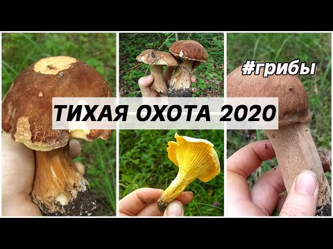 Вот это ГРИБАЛКА! Грибной БУМ! Белые /Колосовики / Боровики / Лисички ч2.