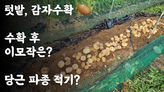텃밭, 감자수확 