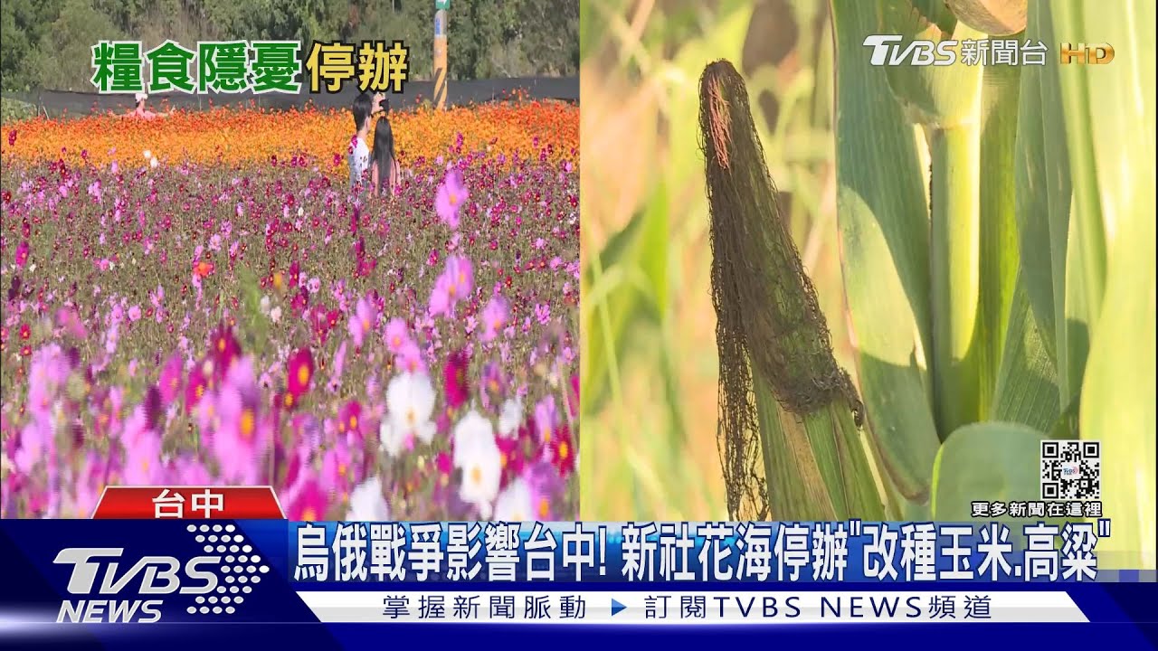 烏俄戰爭影響台中! 新社花海停辦「改種玉米、高粱」