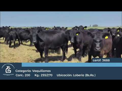 Lote Vq Inv - Lobería Bs As