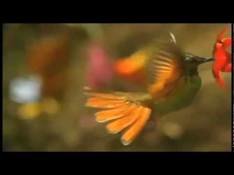 Vôo do Beija Flor Elisa Cristal