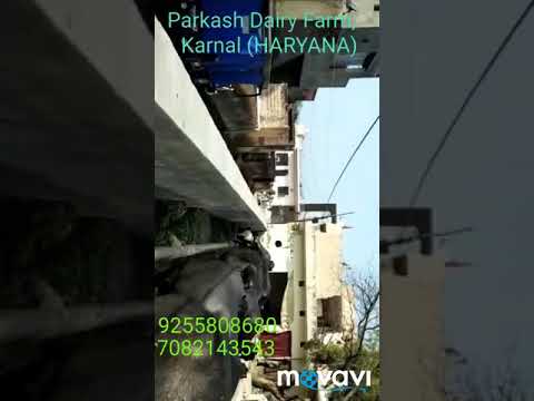 Female black murrah buffalo, buffalow