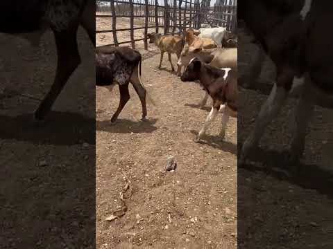 23 Animais: 850 reais cada em Nova Floresta/ Paraíba. Whatsapp 84 99810 2784*