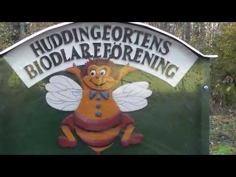 Varroabekämpning med Oxalsyra