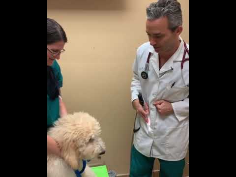 Video Otoscopy Of Puppy’s Ear Infection
