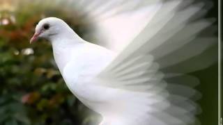 Céline Dion   Une Colombe