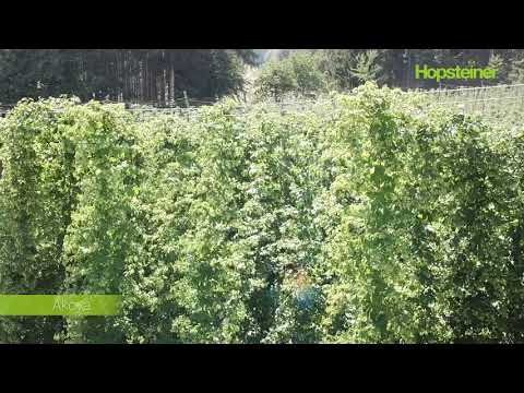 Witterungs- und Pflanzenstandsbericht KW 32 | Hopsteiner