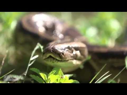 The Python Invasion Project:  Ruben Ramirez