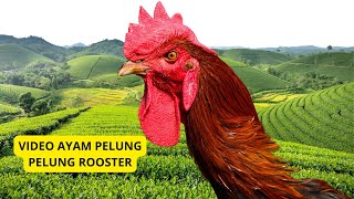 Download lagu Indonesian Pelung Chicken | Unique Long & Melodious Crowing mp3