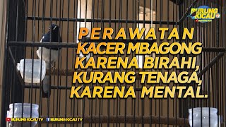 Download lagu PERAWATAN KACER MBAGONG KARENA BIRAHI, KURANG TENAGA, KARENA MENTAL mp3 Download lagu PERAWATAN KACER MBAGONG KARENA BIRAHI, KURANG TENAGA, KARENA MENTAL mp3