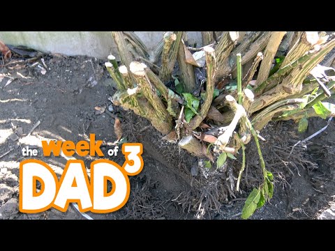 The Week of Dad³ - Upping Roots - 22nd June 2020