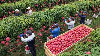 Toneladas de Cultivos Caríssimos Colhidos Todos os Dias - A Mega Colheita de Produtos Exóticos
