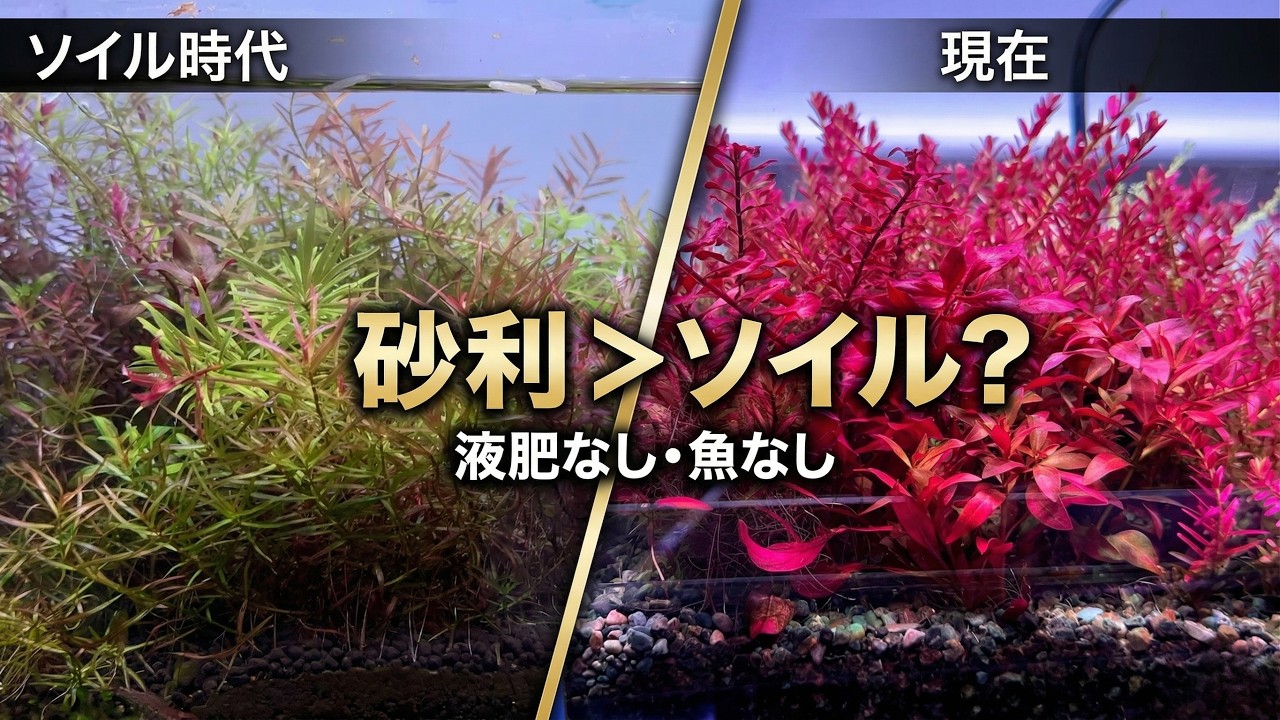 液肥なし・魚なし・ソイルなし。それでも水草が異常なほど赤い理由、全部説明します【アクアリウム】45cm水槽