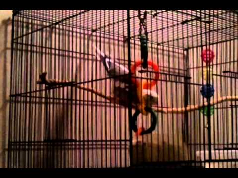 Birdybird's final moments:')