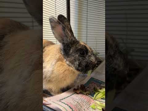Brookie Youtube Video