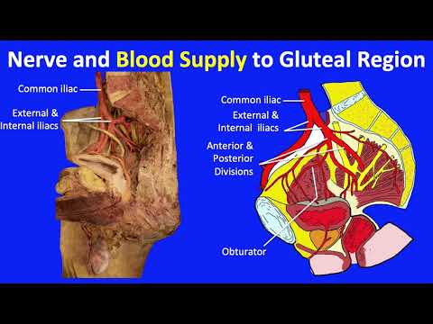 Anatomy of the Lower Limb (3/5): The gluteal region, hip and thigh