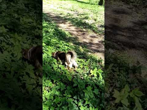 Krosniewice  park lol