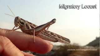Migratory Locust - Wanderheuschrecke