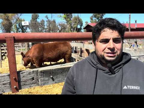 ERIC ABDALA REPRESENTANTE DE BRANDEMANN Y CIA EN SAN MARTIN LA PAMPA. MERCADO GANADERO ACTUAL. 