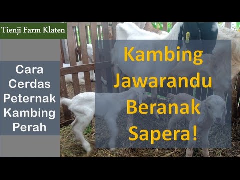 , title : 'Kambing Jawarandu Beranak Sapera: Cara Cerdas Peternak Kambing Perah'