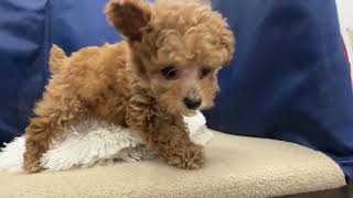 トイプードルの動画01