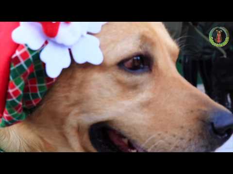 The Grassroots Charity Tackling Colombia's Stray Animal Problem - Salvando La Jauría