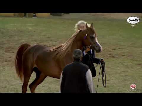 N 145 FAWAZ ALOWAIDAH   PSAIAHF 2022   Colts 3 Years Old Class 6