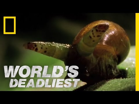 Zombie Snails | World's Deadliest