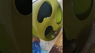 생후 16일된 아기 햄스터 쳇바퀴 (사휠) 타요