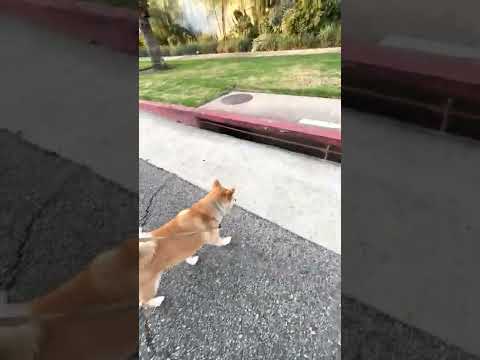 Dog Separation Anxiety