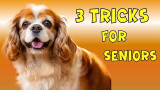 Tricks To Keep Your Senior Dog Happy And Healthy 🐶 3 Easy Tricks for Senior Dogs