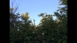 Nattergalen synger - Kystagerparken Hvidovre