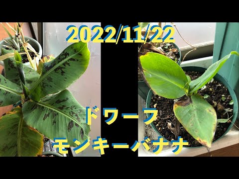 ドワーフパーム 植物